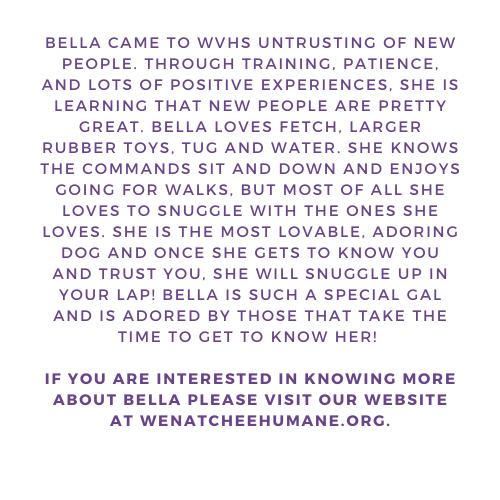 WVHS Bella's Best Brew